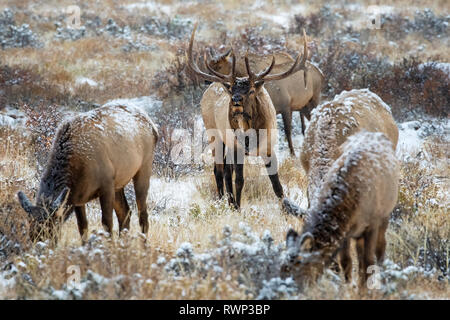 Bull Elk (Cervus canadensis) grazing in the light snow-cover; Steamboat Springs, Colorado, United States of America Stock Photo