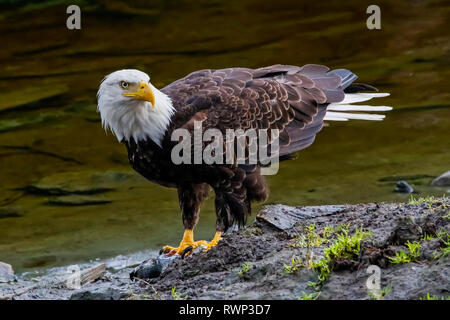 American Bald Eagle (Haliaeetus leucocephalus) standing on the shore at the water's edge; Colorado, United States of America Stock Photo