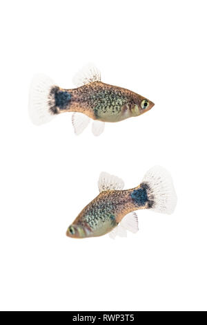 Two Blue Micky Mouse Platy fish (Xiphophorus Maculatus) on a white background Stock Photo