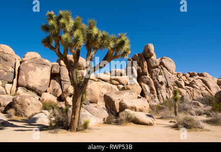 Joshua trees, yucca palm, tree yucca, and palm tree yucca, Yucca brevifolia, Joshua Tree National Park, California, USA Stock Photo