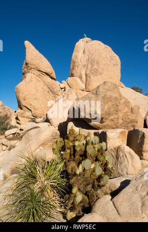 Prickly pear cactus, Opuntia, Joshua Tree National Park, California, USA Stock Photo