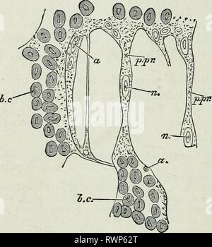 The elements of Embryology, (1874) The elements of Embryology, elementsofembryo74fost Year: 1874  (0 THE SECOND DAY. [chap. situate in the envelopes of the nodal groups, as well as those lying on the exterior of the connecting processes, appropriate a quantity of the granular protoplasm surrounding each, and thus become converted into spindle-shaped cells. Each nodal group and each connecting process thus gets a distinct wall of nucleated cells. By the continued widening of the connecting processes and solution of their central portions, accompanied by a corresponding increase in the envelopin Stock Photo