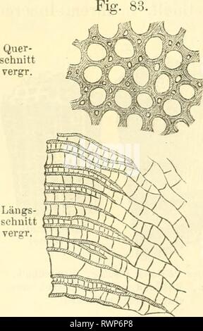 Elemente der palaeontologie (Palaeozoologie) (1884) Stock Photo