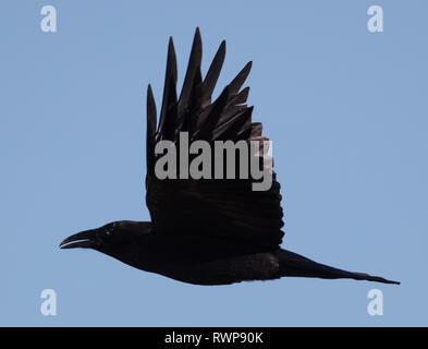 Side view of an American crow (Corvus brachyrhynchos) flying with a blue sky background Stock Photo