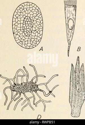 Elements of biology; a practical Elements of biology; a practical text-book correlating botany, zoology, and human physiology elementsofbiolog00hunt Year: [c1907]  METAZOA 189 Stock Photo