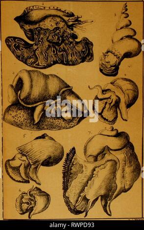 Elements of conchology, including the Elements of conchology, including the fossil genera and the animals elementsofconcho01bowd Year: 1822  PLATE XVIII 1. Valuta Elhitipica. 1-2. 2. rolula. 3. Cerithtum. i. Aqmla. 2. Fi«i«. 6. Mttrcx decussatus. 7. Comi'.s glducus.    ' (Hi„&gt;JirA JJtKoU xvm Stock Photo