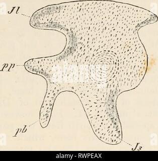 Elements of the comparative anatomy Elements of the comparative anatomy of vertebrates elementsofcompar00wied Year: 1886  PELVIC ARCH. 07    1 FIG. 83A.—PELVIS OF A SIX-DAYS' CHICK. (After A. Johnson.) .77, ilium ; Js, ischium ; pb, pubis ; pp, pectineal process of pubis. Stock Photo