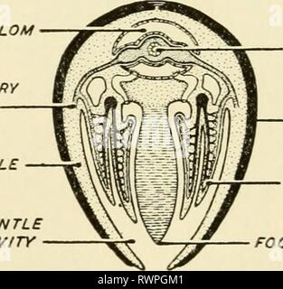 Illustration of the Digestive system. This anterior general view ...