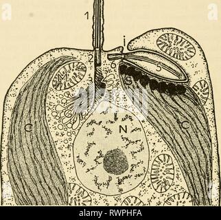 . Electron-microscopic structure of protozoa . Text-figure 12 ...