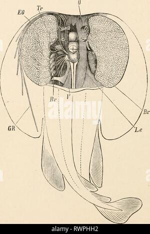 Elementary text-book of zoology (1884) Elementary text-book of zoology elementarytextbo0201clau Year: 1884  140 PISCES. The electrical organs* may be mentioned as a peripheral appendage of the nervous system (Torpedo, Gymnotus, Malapternrus, Mor- myrys). They are nervous apparatuses which in the arrangement of their parts may be compared to a Voltaic pile. They develop elec- tricity, and give electrical discharges when their opposite poles are    FIG. 590.—Torpedo with electric organ dissected out (EO) (after Gegenbaur). On the right side the dorsal surface only of the organ is exposed; on the Stock Photo