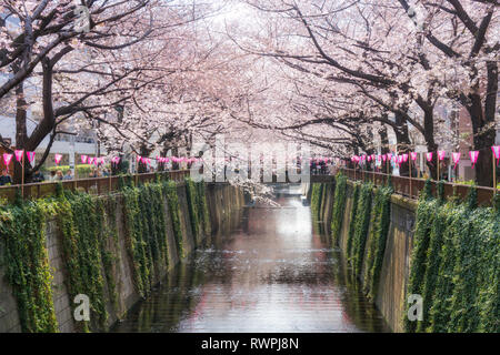 Cherry blossom lined Meguro Canal in Tokyo, Japan. Springtime in April in Tokyo, Japan. Stock Photo
