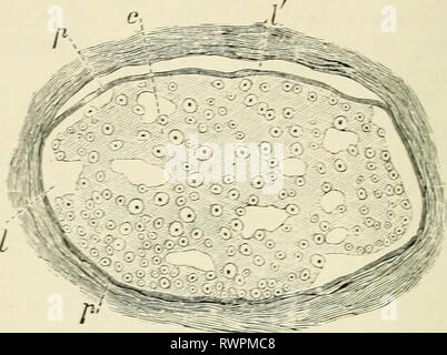 . Elements of histology. Histology. through a bundle of such fibres ...