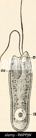 Elements of comparative zoology (1904) Elements of comparative zoology elementsofcompar1904king Year: 1904  150 SYSTEMATIC ZOOLOGY. of motion and by their aid the animal swims through the water, or; if fixed, creates currents which bring food to it. Like other Protozoa these forms multiply by dividing into two or more individuals, this process in some being preceded by conjugation, which from its im- portance from a theoretical standpoint needs a few words. Conjugation is the union of two individuals. In many Stock Photo