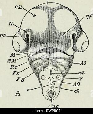 The elements of Embryology, (1874) The elements of Embryology, elementsofembryo74fost Year: 1874  146 THE FOURTH DAY. Fig. 48. [chap. Stock Photo