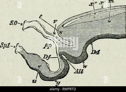 The elements of Embryology, (1874) The elements of Embryology, elementsofembryo74fost Year: 1874  148 THE FOURTH DAT. [chap. siirface of the cloaca by a long hollow stalk, which places its cavity in commiinication with that of the alimentary canal. Both vesicle and stalk have an outer coat of mesoblast and an inner lining of what apparently is hypoblast. So much any observer may readily determine for himself; but of the earliest stages of the development of this organ different embryologists have given very different accounts. Von Baer believed that, soon after the cloaca was formed by the enl Stock Photo