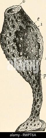 Elements of comparative zoology (1904) Elements of comparative zoology elementsofcompar1904king Year: 1904  PHYLUM I.— SPONGIDA (PORIFERA). Sponges differ from other animals in so many respects that for a long time naturalists were uncertain as to whether they were animals or plants, but this matter has long been settled beyond dispute. There is, however, more ques- tion as to the position of these forms in the Animal Kingdom. They have been regarded as colonial Protozoa, as members of the Coelenterata, and as a distinct group, or phylum, the position given them here. The structure of a sponge Stock Photo