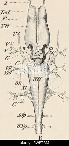 Elements of the comparative anatomy Elements of the comparative anatomy of vertebrates elementsofcompar00wied Year: 1886  Jt    FIG. 117.—BRAIN OF Salamandra maculosa. (A, dorsal, B, ventral view.) VH, cerebral hemispheres, marked off by a furrow (F) from the olfactory lobes (Lol); ZH, thalamencephalon, with the pineal gland (Z) and the ingrowth of the choroid plexus on the dorsal side, the infundibulum (/??/), and the pituitary body (H) ; ME, optic lobes ; HH, cerebellum ; NH, medulla oblongata ; Frh, fourth ventricle ; R, spinal cord ; /, olfactory nerve; //, optic nerve, with its chiasma ;  Stock Photo