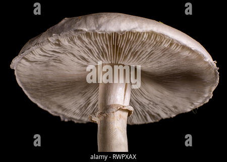 deadly amanita mushroom Stock Photo