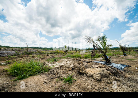 New planting oil palm seedling condition in dry season Stock Photo