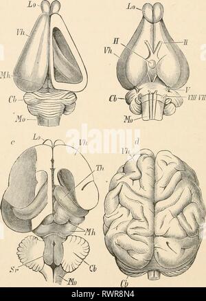 Elementary text-book of zoology (1884) Elementary text-book of zoology elementarytextbo0201clau Year: 1884  282 MAMMALIA. The nervous system (fig. 671) is characterised by the size and high development of the brain, the hemispheres of which are so large that they not only fill the anterior part of the cranial cavity, but even Lo -II    FIG. 671.—Brains of Mammalia, u, Brain of rabbit, from above ; the roof of tlie right hemi- sphere is removed so as to expose the lateral ventricle. I, The same from below, c, Brain of cat; on the right side the lateral and posterior part of the hemisphere is re Stock Photo