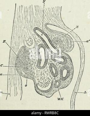 The elements of Embryology, (1874) The elements of Embryology, elementsofembryo74fost Year: 1874  VI.] THE GERMINAL EPITHELIUjNI. 165 The median portion of the ridge is occupied by the projection of the Wolffian body, and here the epithelium rapidly becomes flattened. On the inside of the ridge, however, that is on the side looking towards the splanchnopleure, the epithelium not only retains its columnar character, but grows several cells deep (Fig. 51, a), while at the same time the mesoblast {E) under- lying it becomes thickened. In this way, owing partly to the increasing thickness of the e Stock Photo