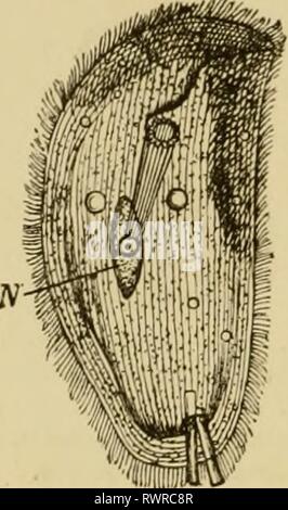 Elementary text-book of zoology, general Elementary text-book of zoology, general part and special part: protozoa to insecta elementarytextbo00clau Year: 1892  200 which a slender oesophagus, rarely supported by firm rods {Chilodon, JS^assula), often projects (fig. 140). Through this the food stuff passes into the endoplasni, in which it gives lise to food vacuoles. The latter undergo a slow rotating movement round the body in the endoplasm, which is caused by the contractility of the sarcode. During tliis process the food is digested, and finally the solid, useless remainder is ejected throug Stock Photo