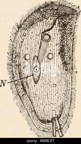 Elementary text-book of zoology, tr Elementary text-book of zoology, tr. and ed. by Adam Sedgwick, with the assistance of F. G. Heathcote elementarytextbo01clau Year: 1892-1893  200 PBOTOZOA. which a slender oesophagus, rarely supported by firm rods (Chilodon, Nassulci), often projects (fig. 140). Through this the food stuff pusses into the endoplasni, in which it gives rise to food vacuoles. The latter undergo a slow rotating movement round the body in the endoplasni, which is caused by the contractility of the sarcode. During this process the food is digested, and finally the solid, useless  Stock Photo