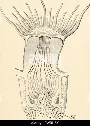 Elementary text-book of zoology (1884) Elementary text-book of zoology elementarytextbo0101clau Year: 1884  ACIINOZOA. 229 The important diversities of form in the polyp stocks are not only occasioned by the differences of structure of the skeleton of the Stock Photo