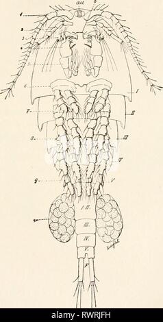 Elements of comparative zoology (1904) Elements of comparative zoology elementsofcompar1904king Year: 1904  CRUSTACEA. 223 they pass through a free-swimming nauplius stage, then attach themselves to a fish, after which the retrogression cat 4..    FIG. 50.—A Copepod (Cyclops). From Hertwig. sets in. It is noticeable that the female becomes much more degenerate than the male. Stock Photo