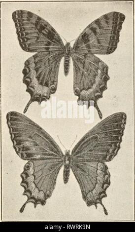 Elements of biology; a practical Elements of biology; a practical text-book correlating botany, zoology, and human physiology elementsofbiolog00hunt Year: [c1907]  2S6 ZOOLOGY which play such important parts ii? the life of plants also play, in some cases at least, equall}'' important parts in molding the form and structure of animals. The Moth. — The Cecropia (Samia cecropia) may be used for laboratory work. Note the general resemblance to the butterfly. Several differences may be noticed, however. The body is much stouter than that of the butterfly. The wings and body ap- pear to have a thic Stock Photo