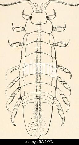 Elements of comparative zoology (1904) Elements of comparative zoology elementsofcompar1904king Year: 1904  230 SYSTEMATIC ZOOLOGY. There are two subdivisions of Tetradecapods: Isopoda and Amphipoda. In the Isopods (fig. 57) the body is depressed, as in the sow-bug, and the gills are borne under the abdomen. Most of the Isopoda feed upon decay- ing matter, but some have become parasites upon other animals, and have consequently so changed their appearance that one knowing only the adult would never regard them as Isopods at all. But the young settle the question, since before they begin their  Stock Photo