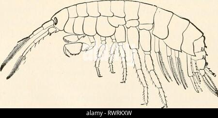 Elements of comparative zoology (1904) Elements of comparative zoology elementsofcompar1904king Year: 1904  FIG. 57.—Marine Isopod (Idotea irrorata). After Harger.    FIG. 58.—Beach-flea (Gammarus ornatus). From Smith. common name of ' beach-fleas,' a name which those forms living under dried seaweed, etc., have won for themselves through their leaping powers. Others live Stock Photo