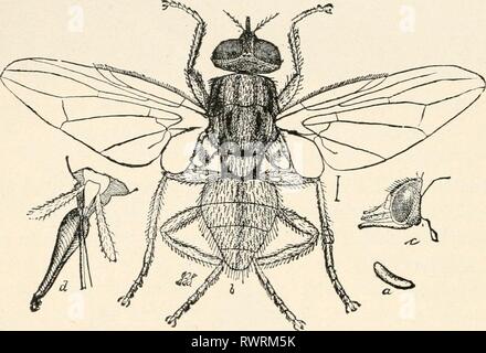 Elementary entomology ([c1912]) Elementary entomology elementaryentomo00sand Year: [c1912]  236 ELEMENTARY ENTOMOLOGY nuisances. Very similar and almost indistinguishable from the house-fly is the common stable-fly, so annoying to cattle. The mouth- parts of the females are fitted for piercing. Just before a storm these flies frequently come into houses and annoy us, from which comes the saying that flies bite before a storm. Like those of the housefly, the larvae live in fresh horse manure. The little horn-flies often annoy cattle by assembling on their flanks and clustering at the base of th Stock Photo