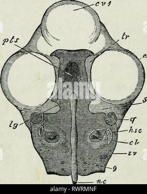 The elements of Embryology, (1874) The elements of Embryology, elementsofembryo74fost Year: 1874  226 THE DEVELOPMENT OF THE SKULL. [CHAP. from its relations to the notochord, and as such we shall continue to speak of it. The second of the two divisions into which the parts of the skull fall, consists of a series of paired rods, whose proximal extremities are attached more or less closely to the investing mass. All of these (with the exception of the trabeculse) are developed along the axes of the visceral arches. EiG. 68. cvl    View feom above oe the Investing Mass and op the Teabecul^ on TH Stock Photo