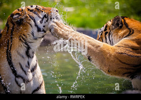 Two adult tigers at play in the water Stock Photo