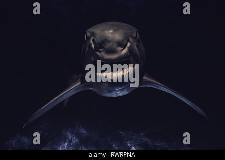 Angry shark with sharp teeth from darkness Stock Photo