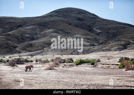 A desert Elephant near Purros, Namibia. Stock Photo