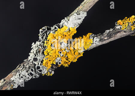 Common orange shore lichen, Xanthoria parietina, and hoary rosette lichen, Physcia aipolia Stock Photo