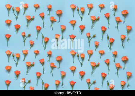 Orange roses arranged on blue background. Flat lay. Top view. Floral pattern. Stock Photo