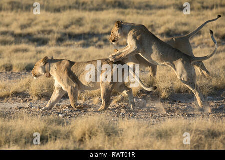 Two lions play in the harsh morning light at a water hole in Etosha National Park, Namibia.