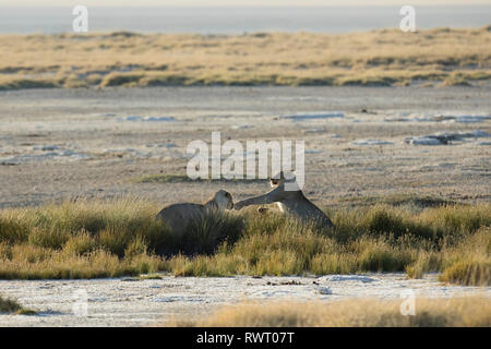 Two lions play in the harsh morning light at a water hole in Etosha National Park, Namibia.