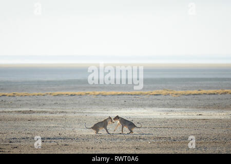 Two lions play in the harsh morning light at a water hole in Etosha National Park, Namibia. Stock Photo