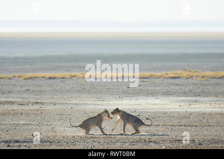 Two lions play in the harsh morning light at a water hole in Etosha National Park, Namibia. Stock Photo