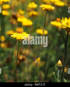 Lots of yellow flowers in a field. Yellow wild flowers, paper daisies growing in a group. Stock Photo