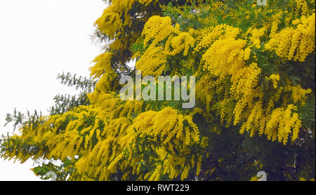 blooming branch of mimosa in spring Stock Photo