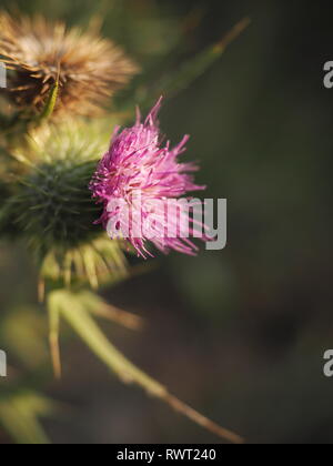Purple thistle flower growing in the wild of Australia. Beautiful thorny, prickly thistle flowering on the bush. Stock Photo