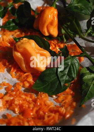 Super hot yellow chilli fruit. Showing diced fruit, full fruit and leaves. This is the Trinidad Scorpion Chilli. Stock Photo