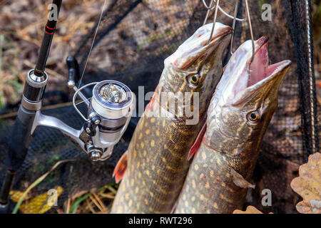 Freshwater pike fish. Two freshwater pike fish on fish stringer and fishing  rod with reel on yellow leaves at autumn time.. Stock Photo