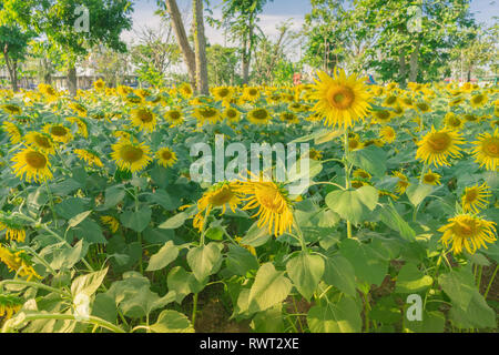 Prettiest sunflowers field in the afternoon in Nakhon Pathom, Thailand. Closeup of sunflower on farm. Rural landscape Stock Photo