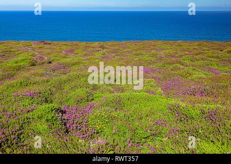 Purple heather in flower on the North Cornwall coast near St Agnes Head, and beside the South West Coast Path. Stock Photo